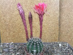 Echinopsis hybrid pot 7 cm