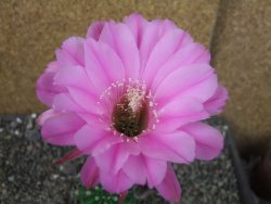 Echinopsis hybrid pot 7 cm