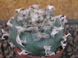 Lophophora williamsii pot 6,5 cm - 12404224