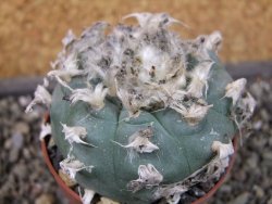 Lophophora williamsii pot 6,5 cm