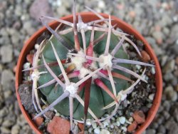 Echinocactus horizonthalonius Salinas, pot 5,5 cm