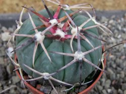 Echinocactus horizonthalonius Salinas, pot 5,5 cm
