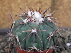 Echinocactus horizonthalonius Salinas, pot 4 cm
