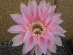 Echinopsis hybrid pot 5,5 cm