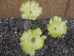 Acanthocalycium ferrari WR 572 N of Santa Maria Tucuman, pot 5,5 cm