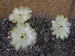 Acanthocalycium ferrari WR 572 N of Santa Maria Tucuman, pot 5,5 cm - 12404254