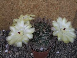Acanthocalycium ferrari WR 572 N of Santa Maria Tucuman, pot 5,5 cm - 12404255