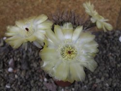 Acanthocalycium ferrari WR 572 N of Santa Maria Tucuman, pot 5,5 cm - 12404256