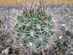 Acanthocalycium ferrari WR 572 N of Santa Maria Tucuman, pot 5,5 cm