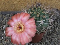 Acanthocalycium ferrari WR 572 N of Santa Maria Tucuman, pot 5,5 cm