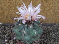 Thelocactus hexaedrophorus major pot 6,5 cm
