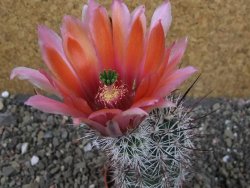 Echinocereus dasyacanthus výběr z květů, pot 5,5 cm