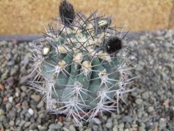 Acanthocalycium glaucum pot 6,5 cm - 12404294