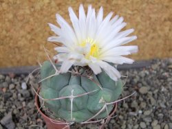 Thelocactus hexaedrophorus major pot 5,5 cm