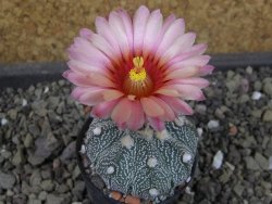 Astrophytum Hanazano X red flower oibo akabana, pot 5,5 cm