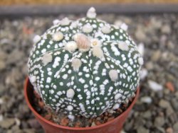 Astrophytum Super Kabuto hybrid Snowy pot 5,5 cm - 12404346