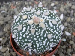Astrophytum Super Kabuto hybrid Snowy pot 5,5 cm - 12404347
