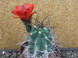 Echinocereus triglochidiatus pot 8,5 cm
