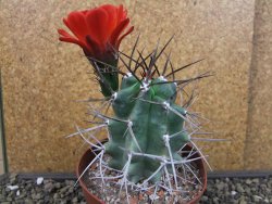 Echinocereus triglochidiatus pot 8,5 cm - 12404350