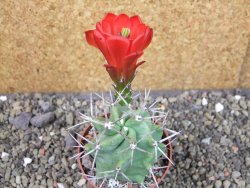 Echinocereus triglochidiatus HK 374 Rio Puerco, pot 6,5 cm