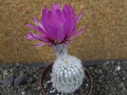 Echinocereus reichenbachii albispinus x bayleyi pot 6,5 cm