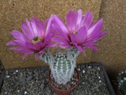 Echinocereus reichenbachii albispinus x bayleyi pot 8,5 cm
