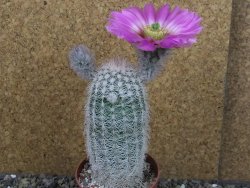 Echinocereus reichenbachii albispinus x bayleyi pot 8,5 cm