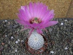 Echinocereus reichenbachii albispinus pot 5,5 cm