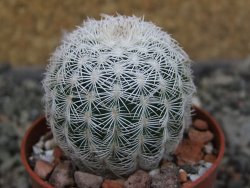 Echinocereus reichenbachii albispinus pot 5,5 cm - 12404388