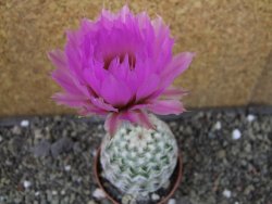 Echinocereus reichenbachii albispinus pot 5,5 cm