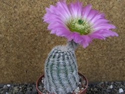 Echinocereus reichenbachii albispinus pot 8,5 cm