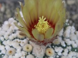 Astrophytum Hanazano Kabuto pot 6,5 cm - 12404407