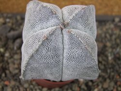 Astrophytum Onzuko quadricostatum pot 5,5 cm - 12404421