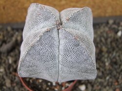 Astrophytum Onzuko quadricostatum pot 5,5 cm - 12404424