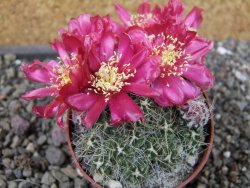 Tephrocactus pulcherimus Incahuasi pot 7 cm - 12404434