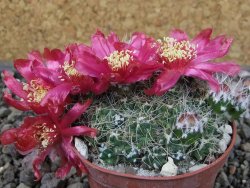 Tephrocactus pulcherimus Incahuasi pot 7 cm - 12404438