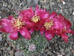 Tephrocactus pulcherimus Incahuasi pot 7 cm - 12404440