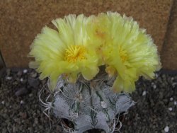 Astrophytum crassispinoides XL, pot 9 cm - 12404446
