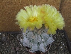 Astrophytum crassispinoides XL, pot 9 cm