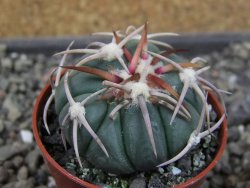Echinocactus horizonthalonius Corazon del Monte pot 5,5 cm