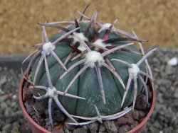 Echinocactus horizonthalonius Corazon del Monte pot 6,5 cm