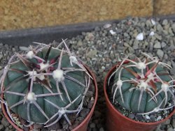 Echinocactus horizonthalonius Corazon del Monte pot 6,5 cm - 12404483