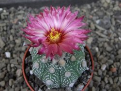 Astrophytum asterias X red flower oibo akabana, pot 5,5 cm