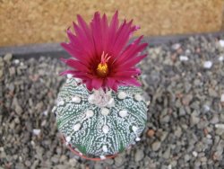 Astrophytum Kabuto X red flower oibo akabana, pot 5,5 cm