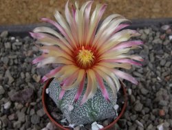 Astrophytum Kabuto X red flower oibo akabana, pot 5,5 cm