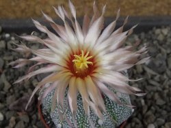 Astrophytum Kabuto X red flower oibo akabana, pot 5,5 cm