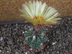 Astrophytum Z Jasenné pot 5,5 cm - 12404599