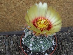 Astrophytum Z Jasenné pot 5,5 cm