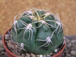 Gymnocalycium denudatum Jan Šuba, pot 6,5 cm - 12404615