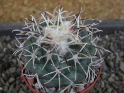 Coryphantha poselgeriana valida El Hundido pot 5,5 cm - 12404719